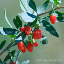 Medlar Wholesale Goji Berry Wolfberry